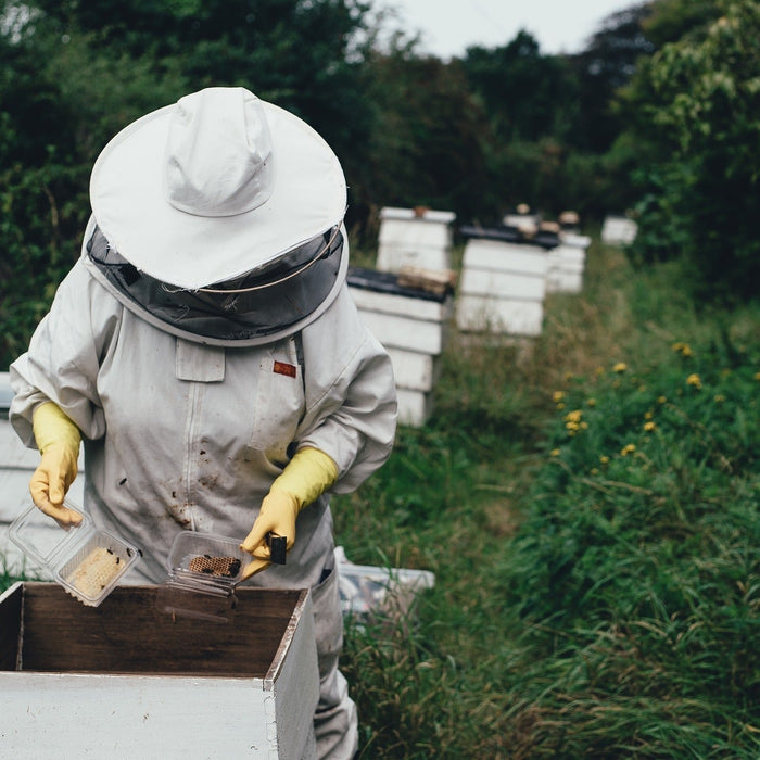 How to Use and Maintain Your Beehive Starter Kit